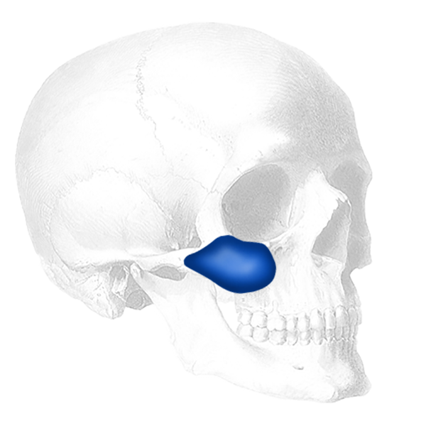 Combined Submalar Shell™ Combined Submalar Shell™